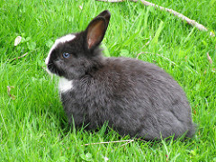 Benny the Bunny is hopping mad over male health.